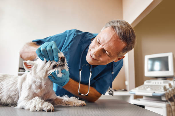 Best 24-Hour Emergency Dental Care in Brownstown, PA